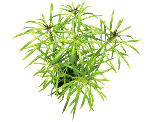 Hviezdnatec tŕnitý rastlina pre akvária