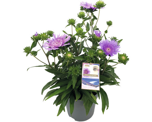 Stokésia FloraSelf Stokesia laevis 'Mega Mels'® kvetináč 5 l