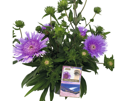 Stokésia FloraSelf Stokesia laevis 'Mega Mels'® 10-60 cm kvetináč Ø 27 cm