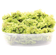 Azolla v priehľadnom plastovom obale