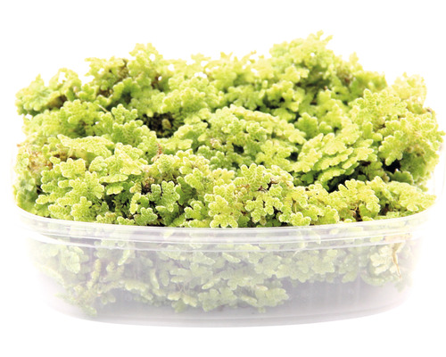 Azolla v priehľadnom plastovom obale