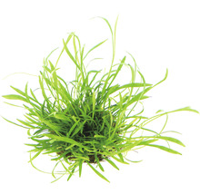 Akvarijná rastlina so zelenými listami