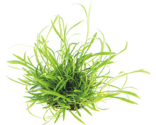 Akvarijná rastlina so zelenými listami