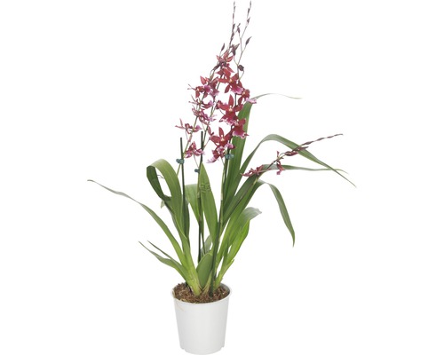 Orchidea Cambria FloraSelf Cambira 'Barocco' výška 45-60 cm Ø kvetináč 12 cm 4 výhonková