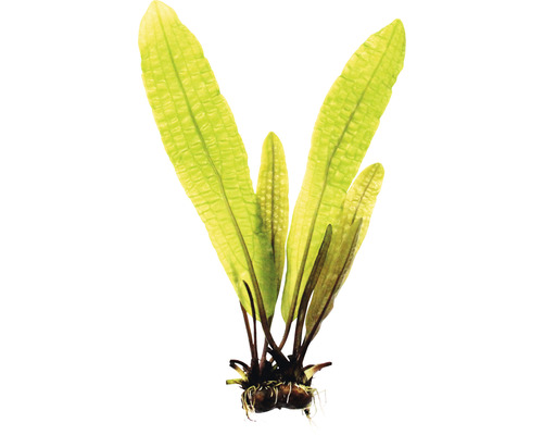 Vodná rastlina Aponogeton boivinianus KN Detail rastliny jávskej paprade