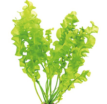 Akvarijná rastlina Šípatka