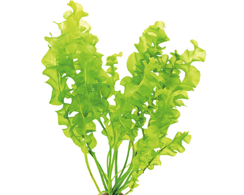 Akvarijná rastlina Šípatka