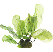 Aponogeton madagascariensis okienkový list akvarijná rastlina