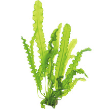 Zvlnený jávsky papraď pre dekoráciu akvárií