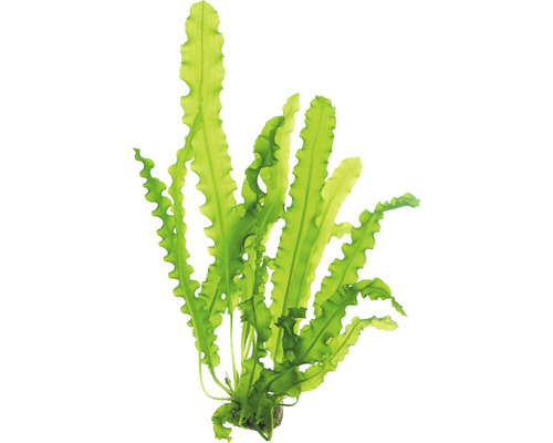 Vodná rastlina Aponogeton longiplumul. KN Zvlnený jávsky papraď pre dekoráciu akvárií