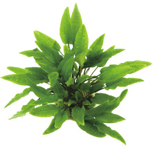 Akvarijná rastlina so zelenými listami zhora