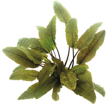 Akvarijná rastlina s podlhovastými listami