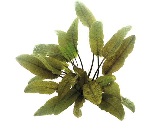 Akvarijná rastlina s podlhovastými listami