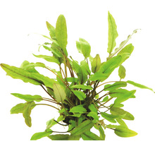 Akvarijná rastlina so zelenými listami