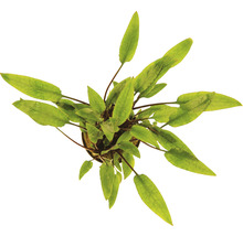 Rastlina v kvetináči s dlhými, špicatými listami