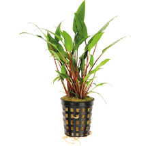 Akvarijná rastlina v kvetináči