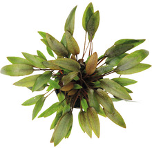 Akvarijná rastlina v kvetináči, pohľad zhora