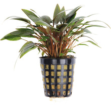 Kvetináč s akvarijnou rastlinou