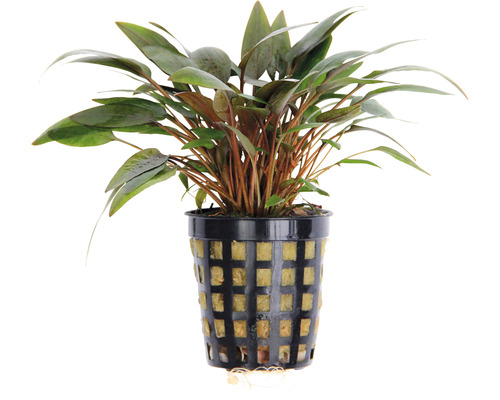 Kvetináč s akvarijnou rastlinou