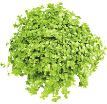 Kopa bahničky ihlicovitej