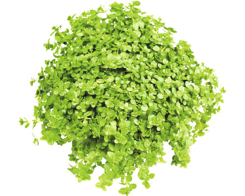 Kopa bahničky ihlicovitej