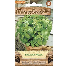 Bazalka pravá zelená semená MoravoSeed-thumb-0