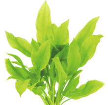 Akvarijná rastlina so zelenými listami