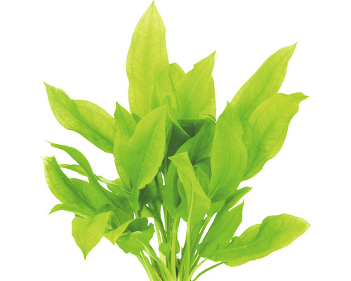 Akvarijná rastlina so zelenými listami