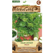 Balenie semien zeleru listového