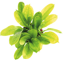 Pohľad zhora na akvarijnú rastlinu Echinodorus so zelenými listami