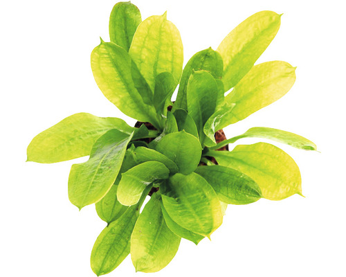 Vodná rastlina Echinodorus grisebachii ´Tropica´ Pohľad zhora na akvarijnú rastlinu Echinodorus so zelenými listami