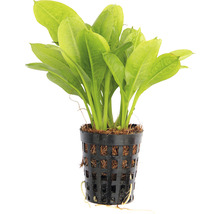 Akvarijná rastlina v kvetináči