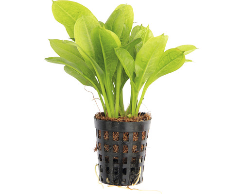 Akvarijná rastlina v kvetináči