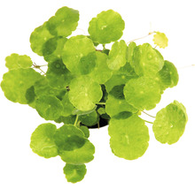 Pupočník ázijský v kvetináči