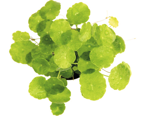 Pupočník ázijský v kvetináči