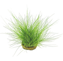 Zelená akvarijná rastlina v kvetináči