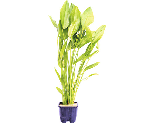 Vodná rastlina Echinodorus argentinensis, GP Akvarijná rastlina v kvetináči