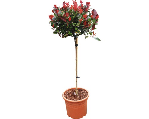Červienka zakrpatená na kmienku FloraSelf 'Little Red Robin' kmeň 40 cm kvetináč 6 l Izbová rastlina Photinia v kvetináči
