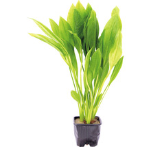 Akvarijná rastlina v kvetináči