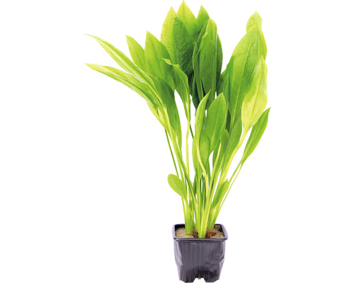 Akvarijná rastlina v kvetináči