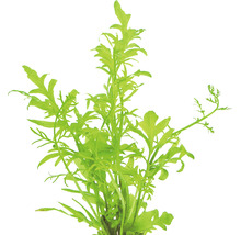 Zelená akvarijná rastlina