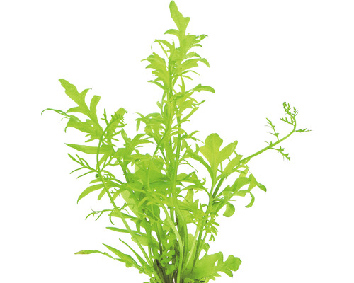 Zelená akvarijná rastlina