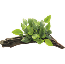 Akvarijná rastlina na koreni