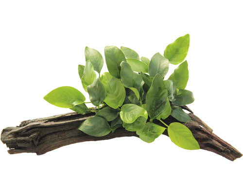 Akvarijná rastlina na koreni