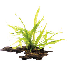 Akvarijná rastlina na koreňovom dreve