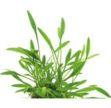 Akvarijná rastlina so zelenými listami pre sladkovodné akváriá