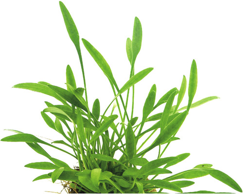 Akvarijná rastlina so zelenými listami pre sladkovodné akváriá