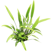 Akvarijná rastlina s dlhými, zelenými listami