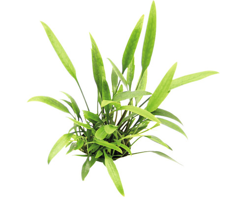 Akvarijná rastlina s dlhými, zelenými listami