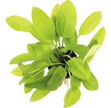 Pohľad zhora na akvarijnú rastlinu so zelenými listami v kvetináči